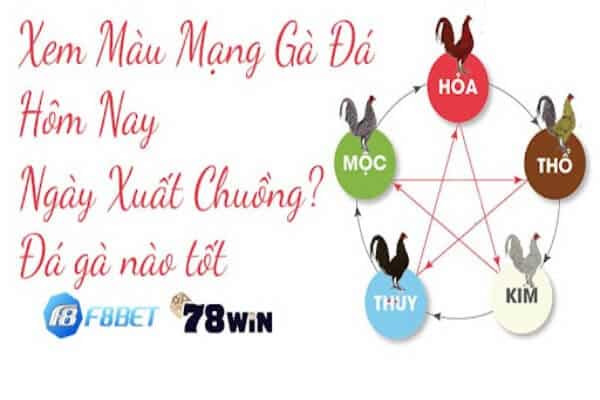 Cách coi màu mạng gà đá cho gà mệnh Kim