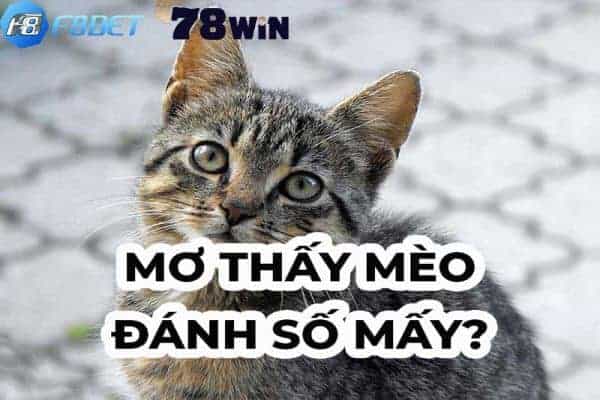 Nằm mơ thấy mèo đánh số mấy may mắn nhất?