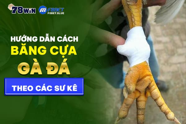 Hướng dẫn cách băng cựa gà đá chuẩn nhất theo các sư kê 