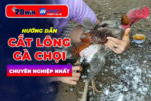 Hướng dẫn cách cắt lông gà chọi chuyên nghiệp nhất