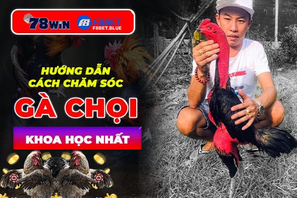 Hướng dẫn cách chăm sóc gà chọi khoa học nhất hiện nay