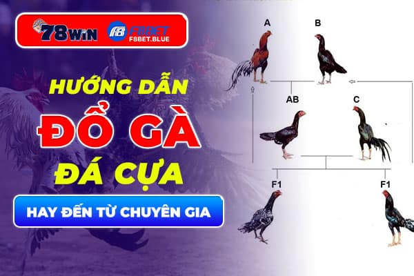 Hướng dẫn cách đổ gà đá cựa hay đến từ chuyên gia