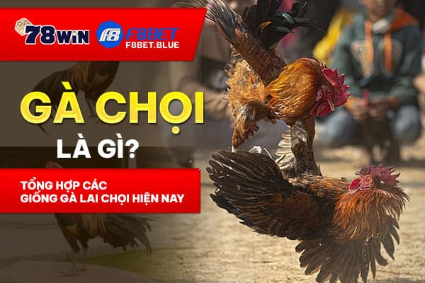 Gà lai chọi là gì? Tổng hợp các giống gà lai chọi hiện nay